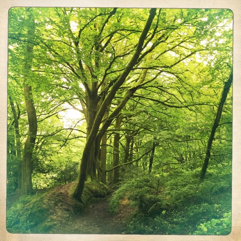 Golitha Falls - Enchanted Trees