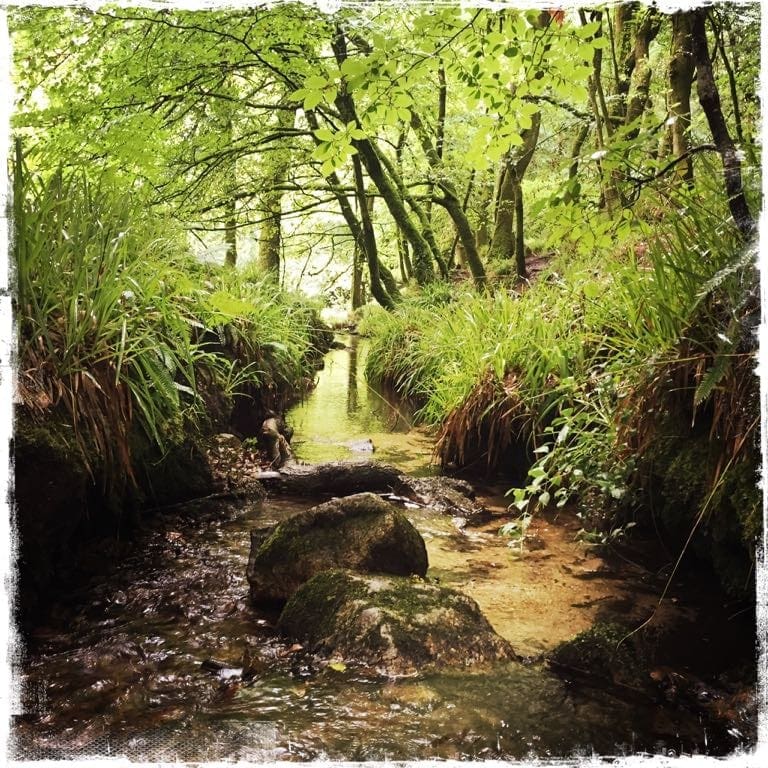 Golitha Falls - Riverside