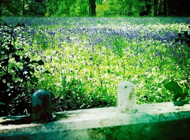 Enys Garden Cornwall England